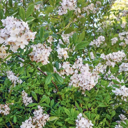 Gronsalsager 度假居